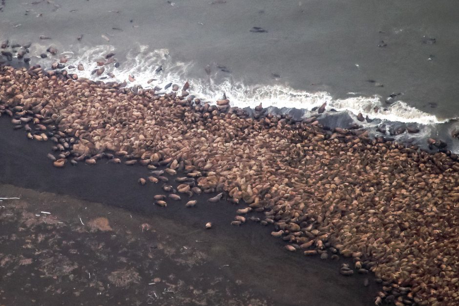 Photo: Corey Arrardo / NOAA