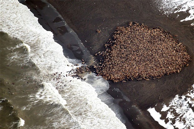 Photo: Corey Arrardo / NOAA