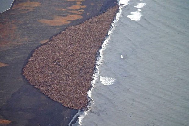 Photo: Corey Arrardo / NOAA