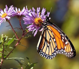 Nature of Mindfulness Secondary Nature of Mindfulness Secondary